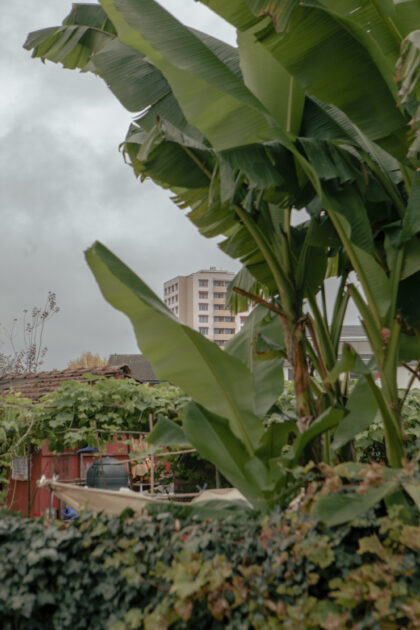 Garten, Palme, Hochhaus