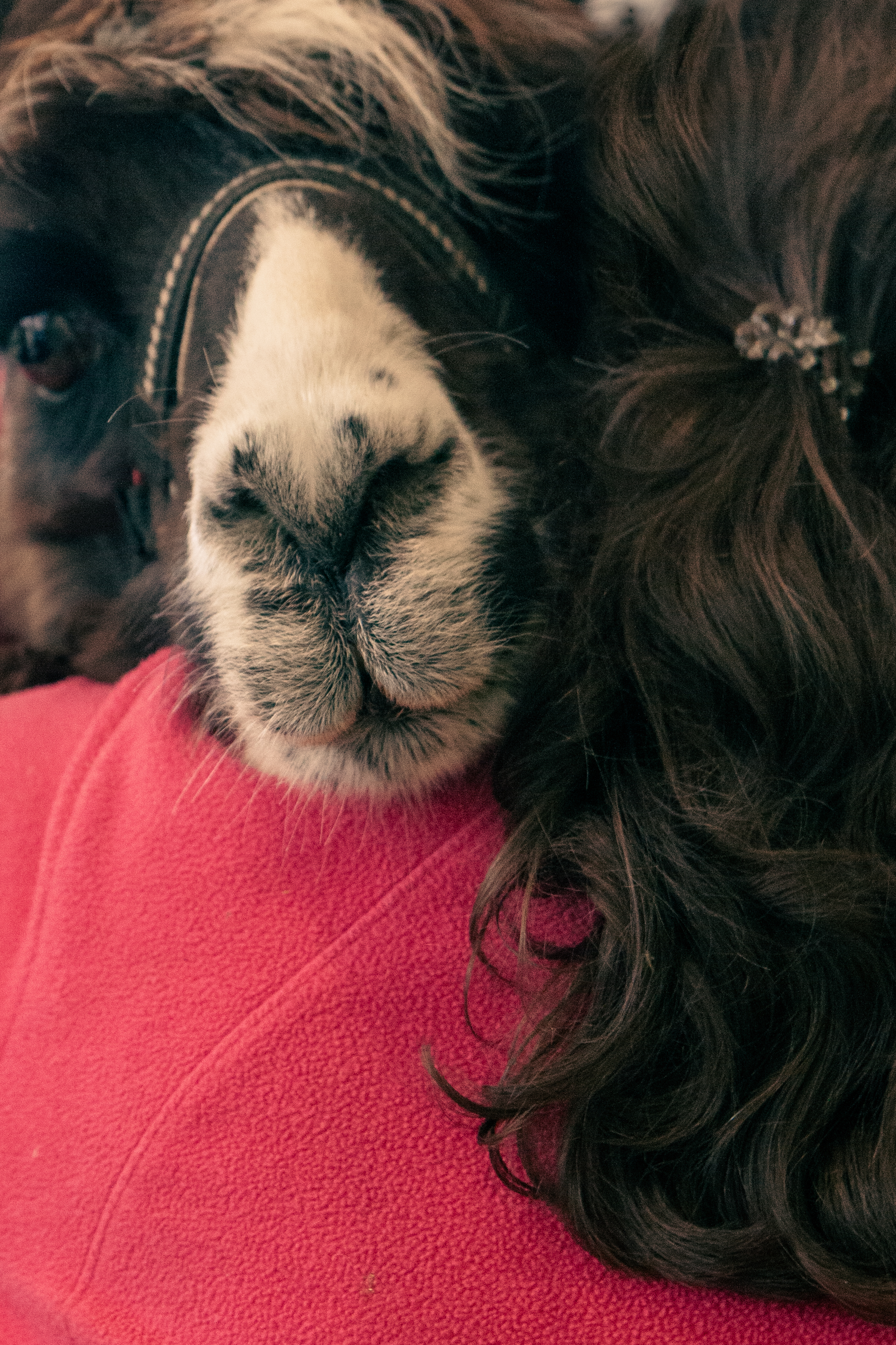 Lama Tiertherapie